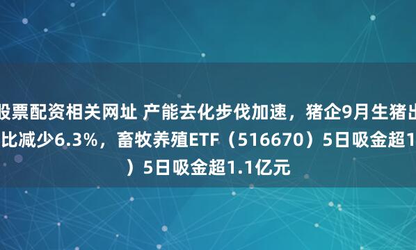 股票配资相关网址 产能去化步伐加速,猪企9月生猪出栏量环比减少6.3%,畜牧养殖ETF(516670)5日吸金超1.1亿元